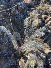 Acmispon argophyllus adsurgens
