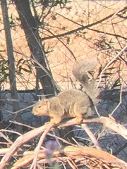Sciurus niger