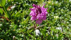 Pedicularis verticillata