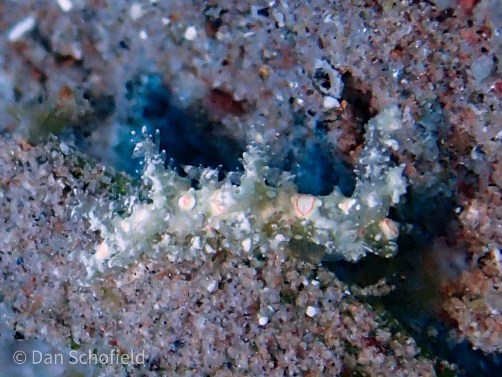 Warty Baeolidia