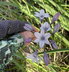 Triteleia clementina