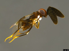 Cryptanusia