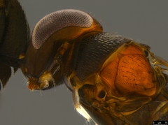 Cryptanusia