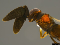 Cryptanusia