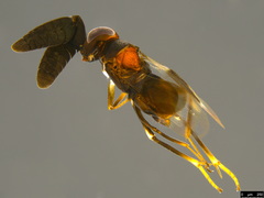 Cryptanusia