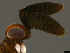 Cryptanusia