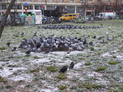 Columba livia domestica
