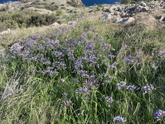 Triteleia clementina