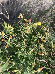 Acmispon dendroideus traskiae