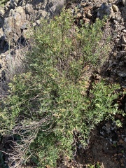 Acmispon dendroideus traskiae