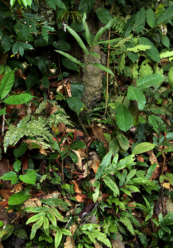 Pteris commutata image