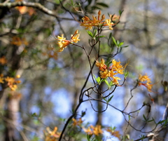 Rhododendron austrinum