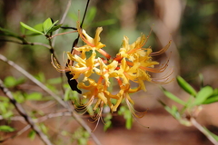 Rhododendron austrinum