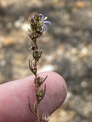 Wahlenbergia subulata