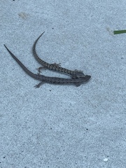 Elgaria multicarinata webbii