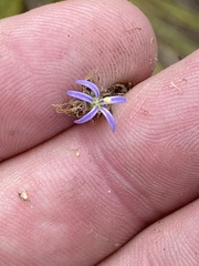 Wahlenbergia subulata