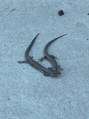 Elgaria multicarinata webbii