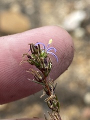 Wahlenbergia subulata