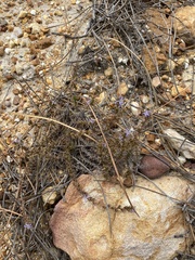 Wahlenbergia subulata