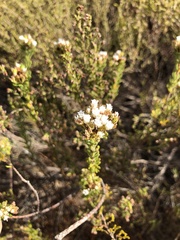 Euchaetis schlechteri