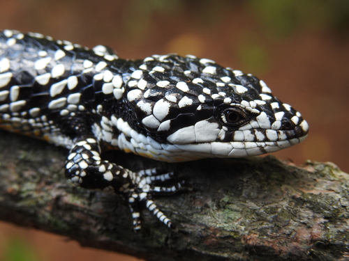 Guerreran Arboreal Alligator Lizard