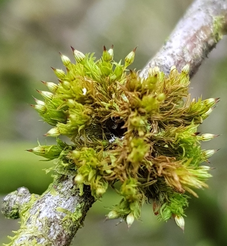 Orthotrichum pulchellum