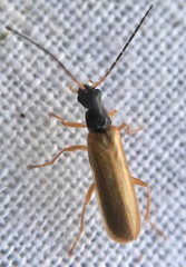 Rhagonycha lignosa