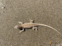 Liolaemus wiegmannii