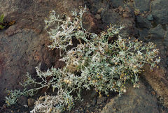 Phagnalon melanoleucum