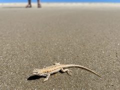 Liolaemus wiegmannii