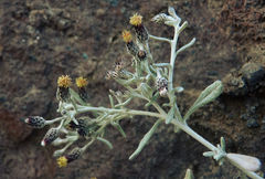 Phagnalon melanoleucum