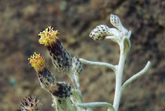 Phagnalon melanoleucum