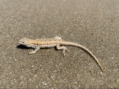 Liolaemus wiegmannii