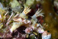 Hypselodoris reidi