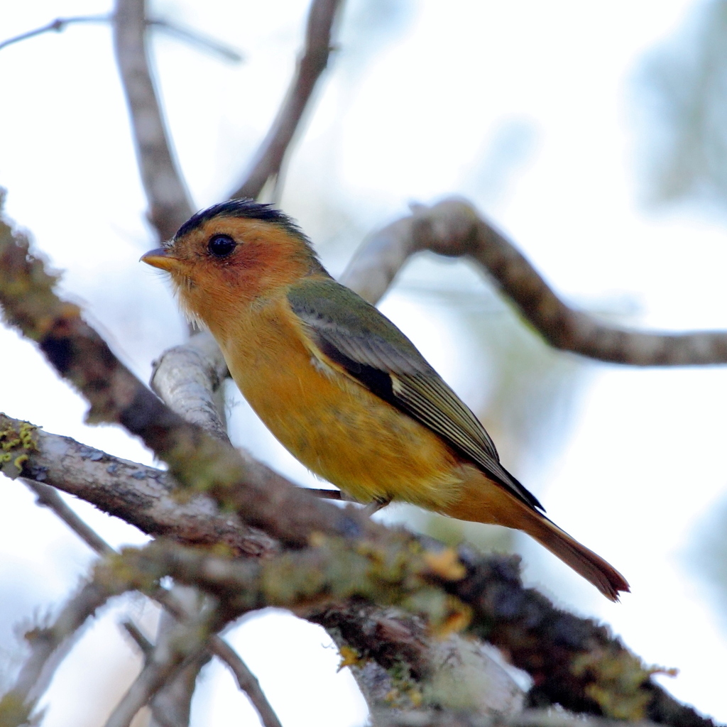 Black-capped Piprites