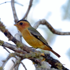 Black-Capped Piprites photo 3