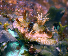 Hypselodoris reidi
