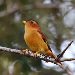 Black-Capped Piprites photo 4