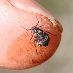 Pterochloroides persicae