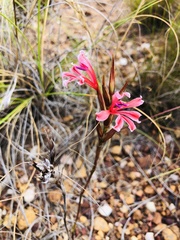 Tritoniopsis flexuosa