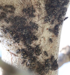 Pterochloroides persicae