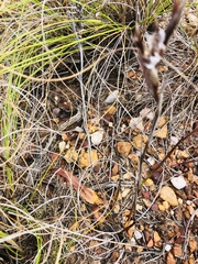 Tritoniopsis flexuosa