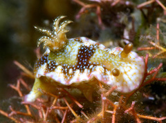 Hypselodoris reidi