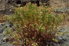 Pluchea ovalis