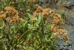 Pluchea ovalis