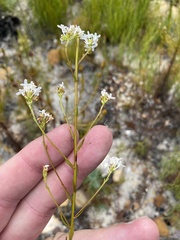 Pseudoselago gracilis