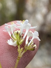 Pseudoselago gracilis