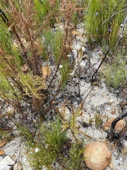 Pseudoselago gracilis