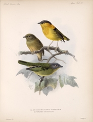 Gray-Headed Piprites photo 2