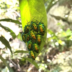 Calliphara excellens